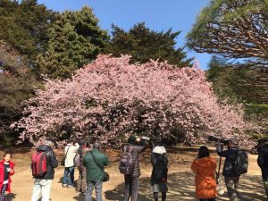 温室和茶室并存的都市绿洲 新宿御苑 庭园 大温室 茶室