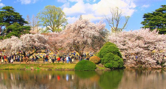 Urban Oasis Shinjuku Gyoen National Garden