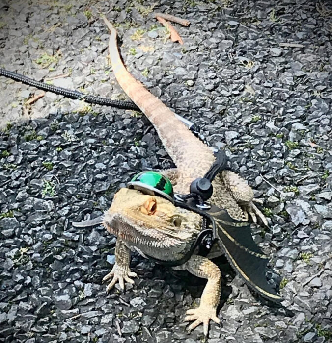 代々木公園お散歩カメレオン