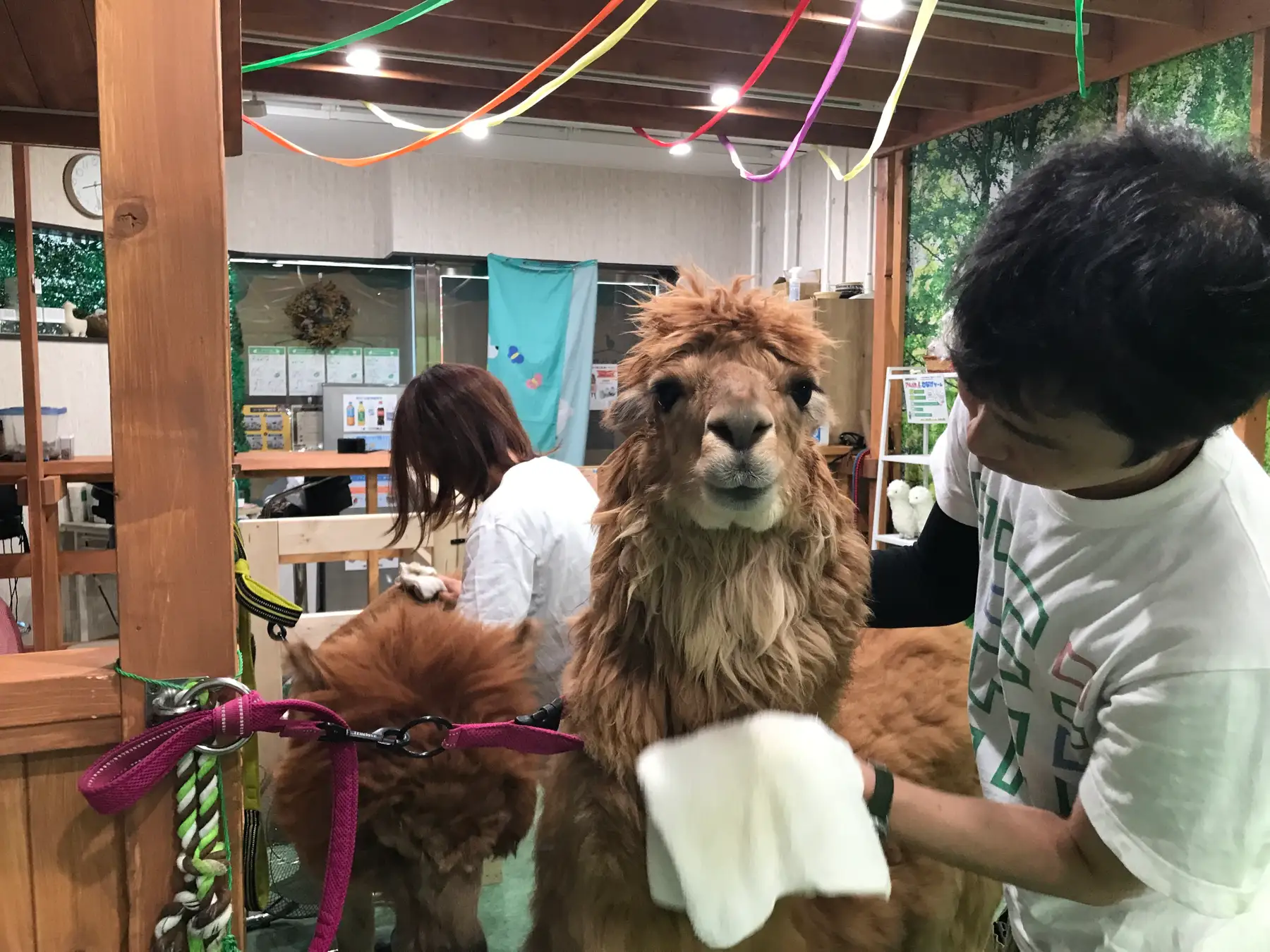 アルパカえさやり