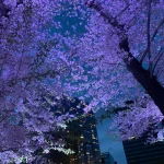 新宿中央公園の桜・夜桜ライトアップ