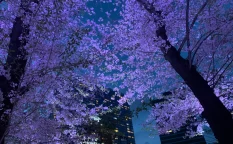 新宿中央公園の桜・夜桜ライトアップ