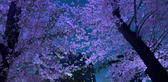 新宿中央公園の桜・夜桜ライトアップ