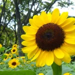 新宿中央公園ひまわり