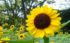 新宿中央公園ひまわり